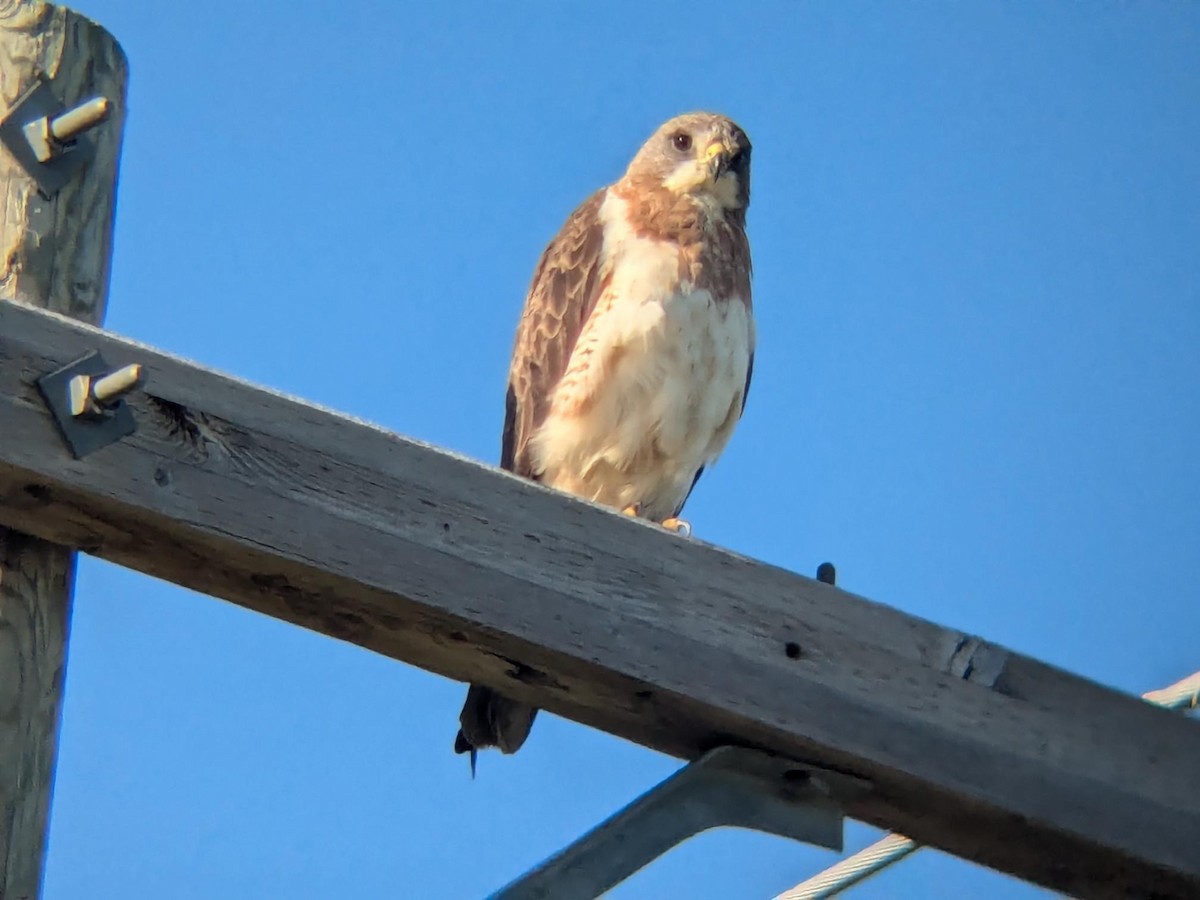 Präriebussard - ML647099624