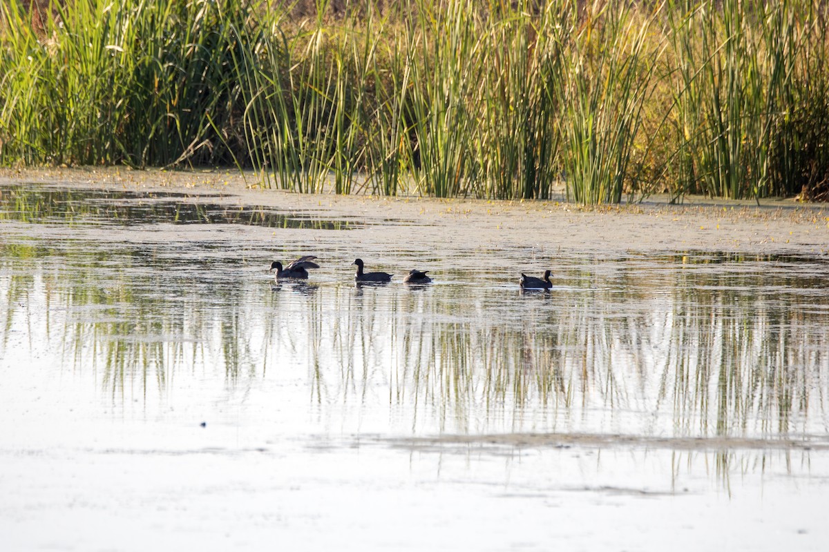 lyska americká - ML647099626