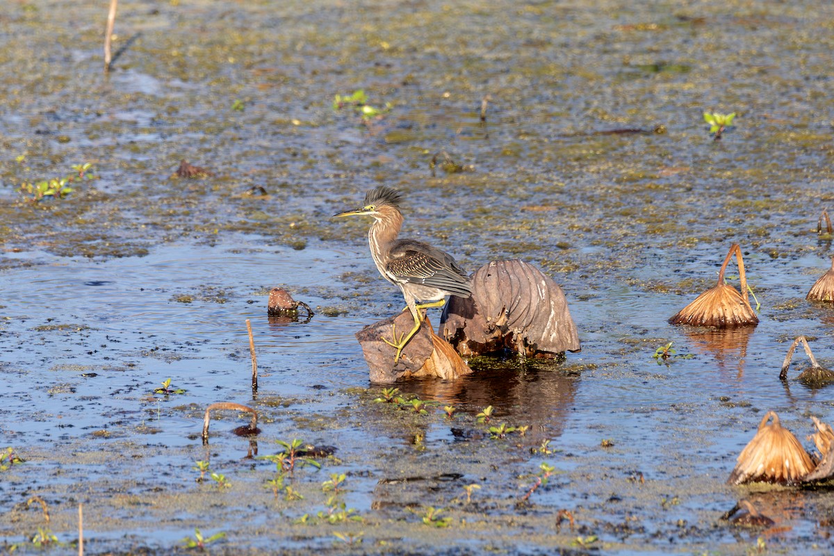 volavka zelenavá - ML647099630