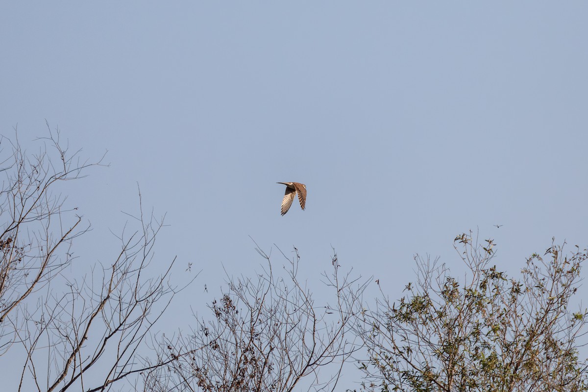 poštolka pestrá - ML647099632