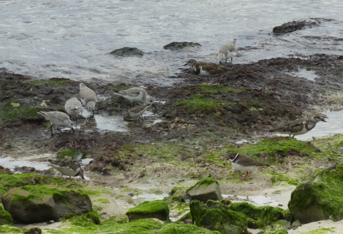 Semipalmated Plover - ML647099633