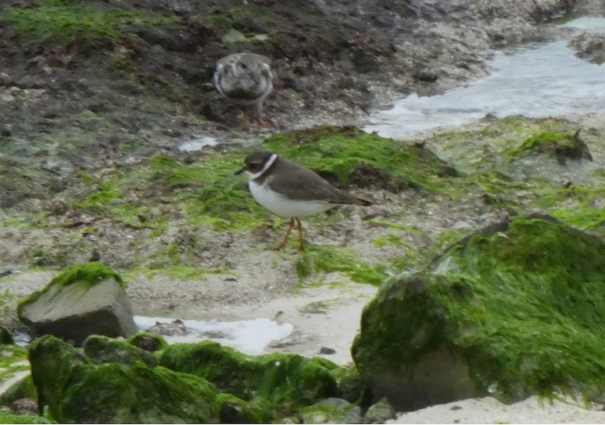 Semipalmated Plover - ML647099634