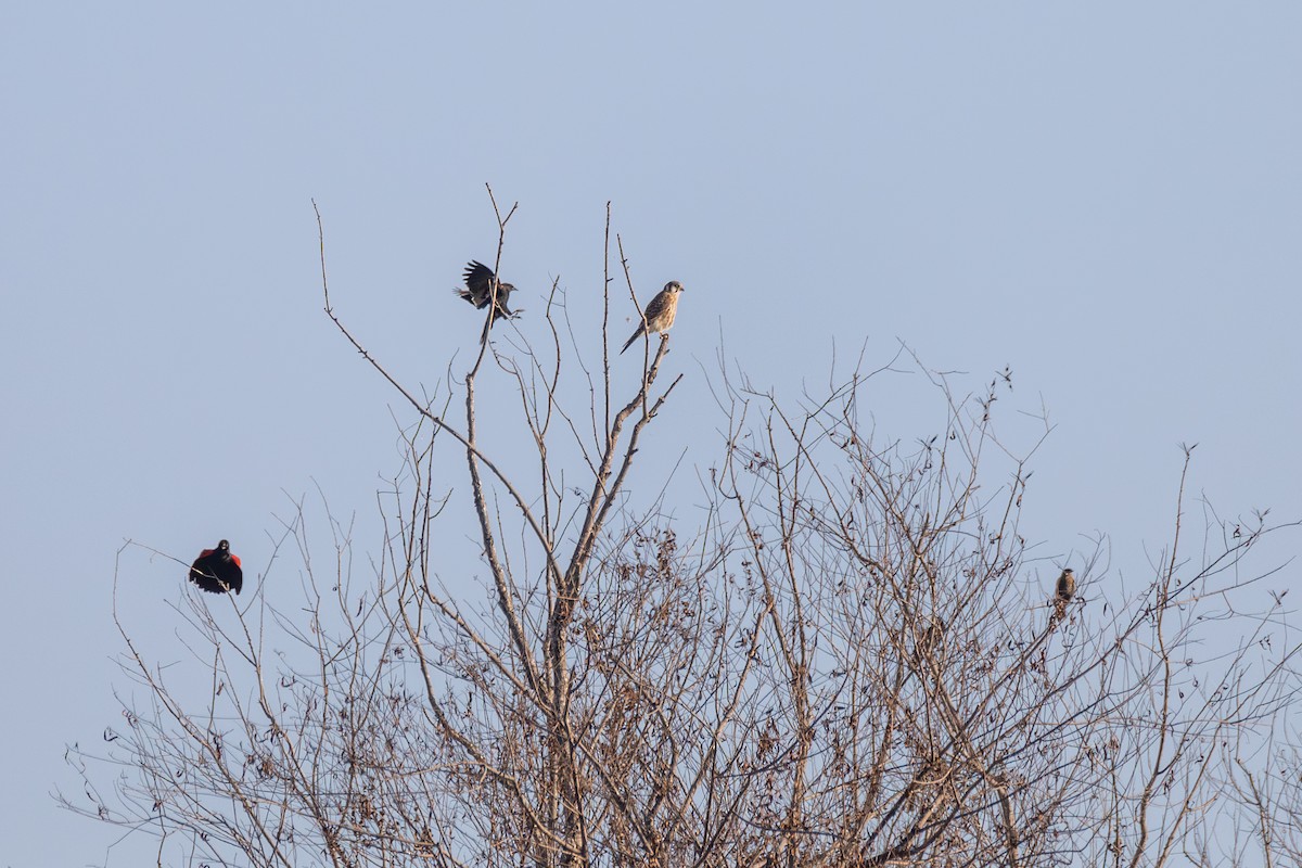 poštolka pestrá - ML647099635