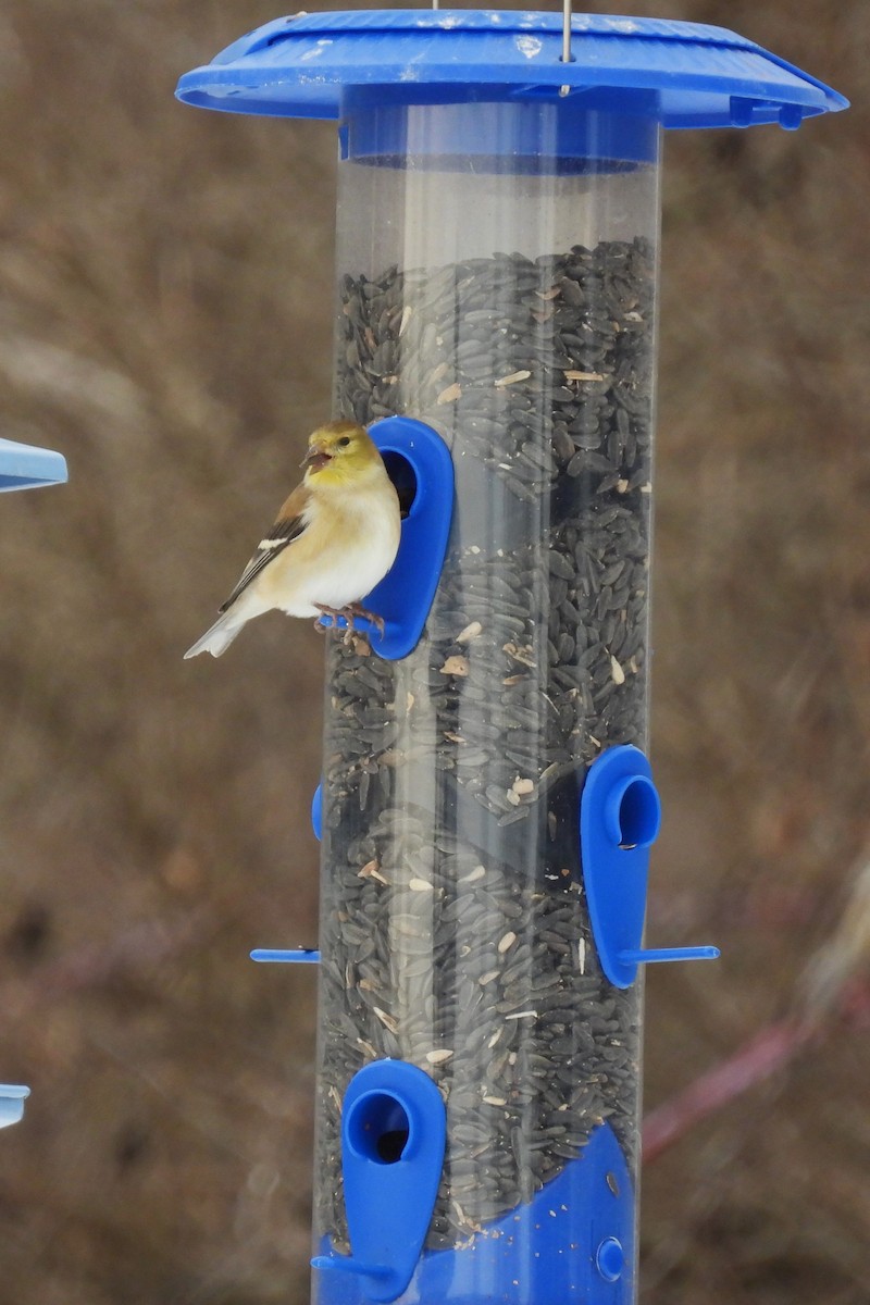 čížek žlutý - ML647099636