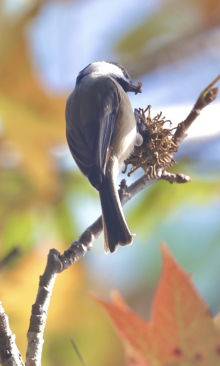 Carolina Chickadee - ML647099637