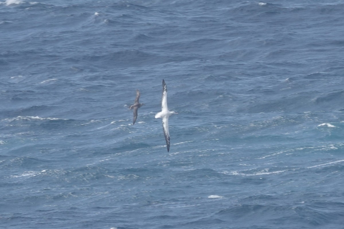 Snowy Albatross - ML647099638