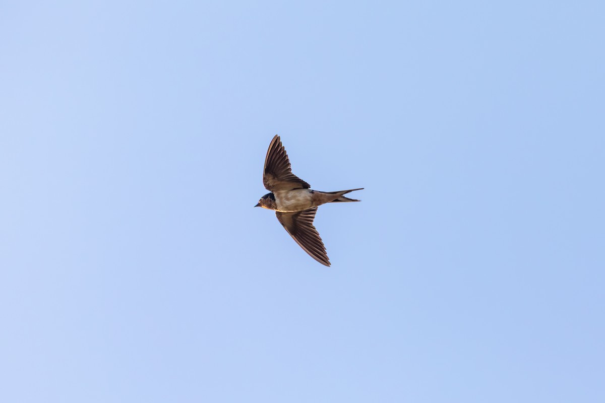 vlaštovka obecná - ML647099640