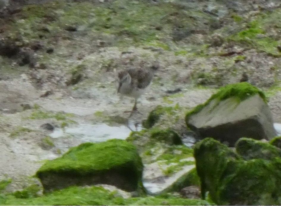 Gambecchio americano - ML647099644