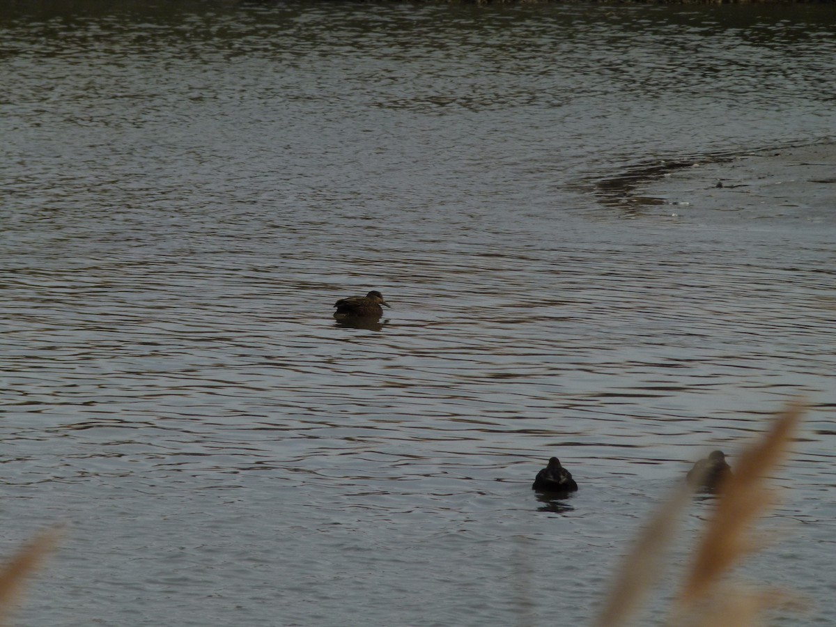 American Black Duck - ML647099646