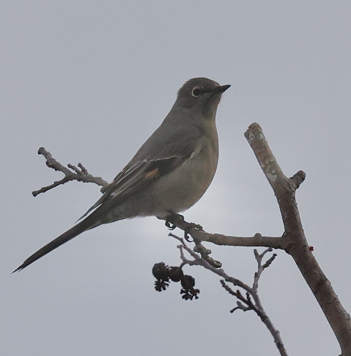 Townsend's Solitaire - ML647099647