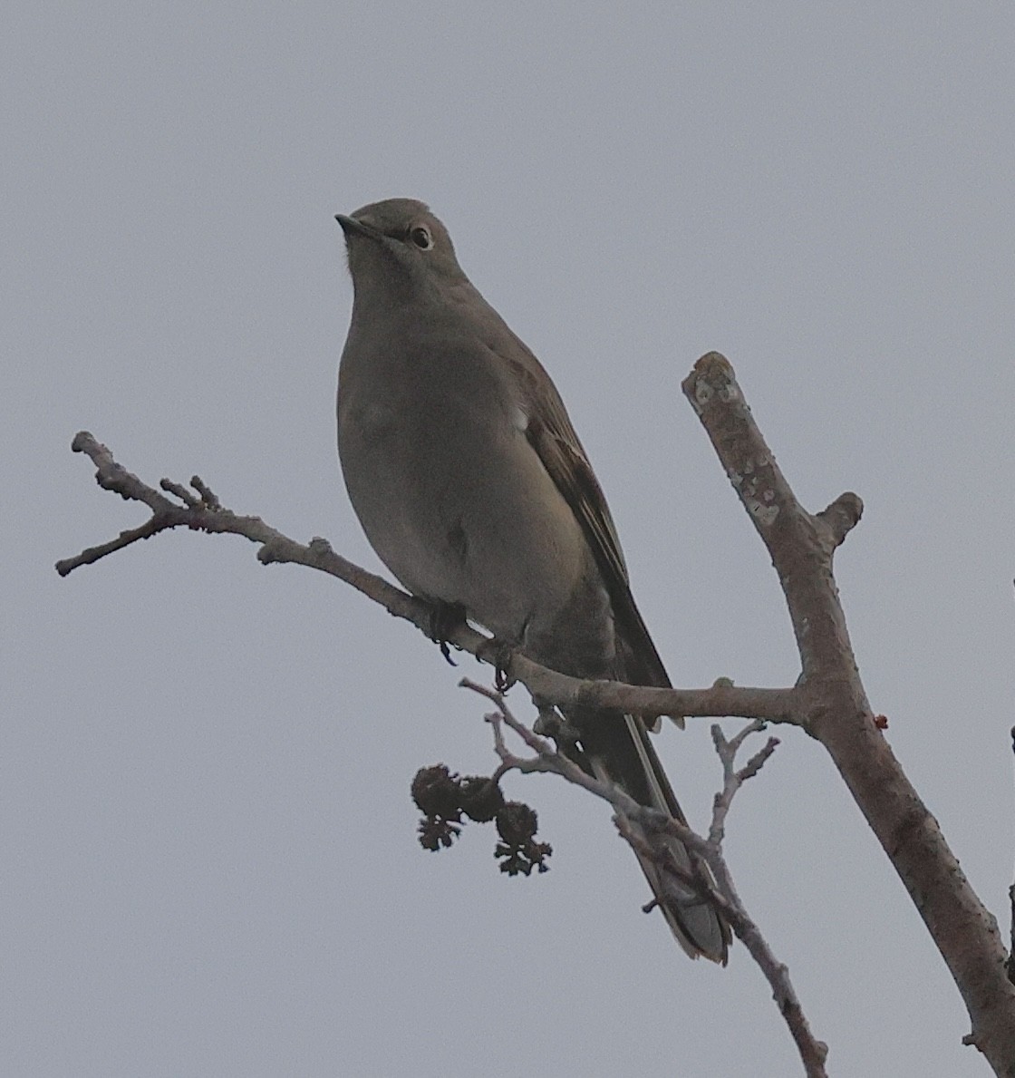 Townsend's Solitaire - ML647099648