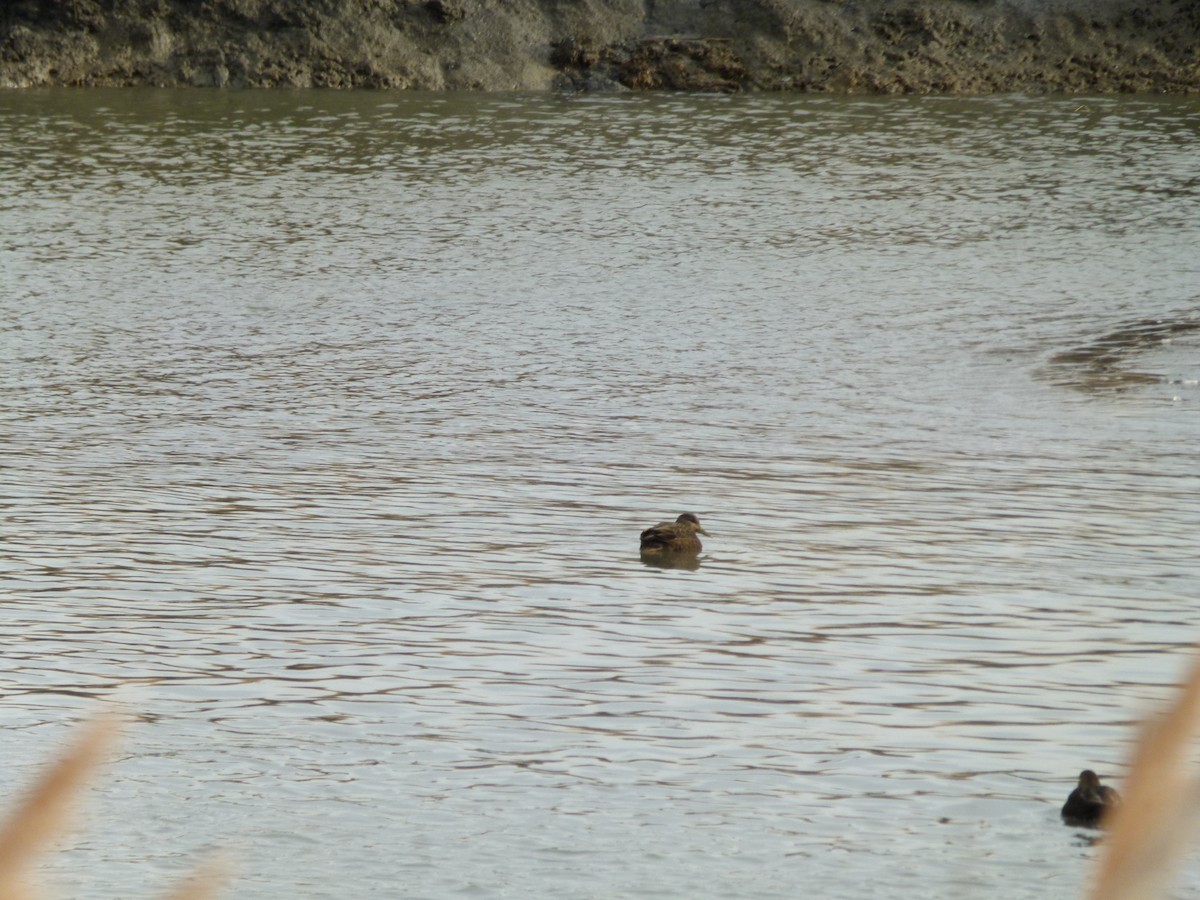 American Black Duck - ML647099649