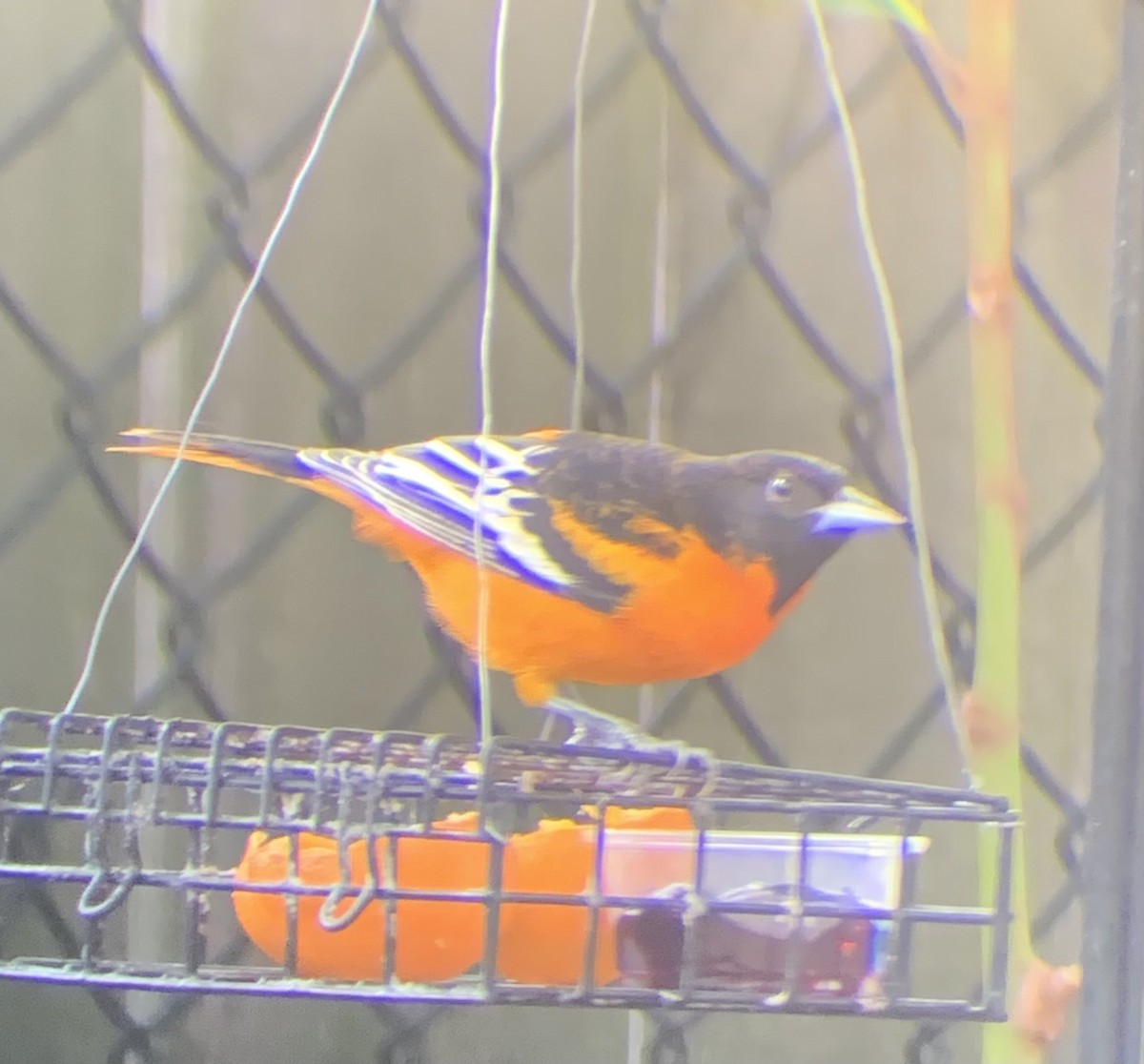 Baltimoretrupial - ML647099651