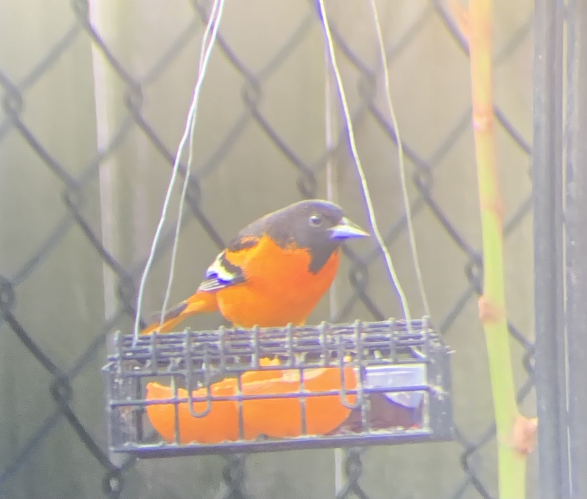 Baltimoretrupial - ML647099652