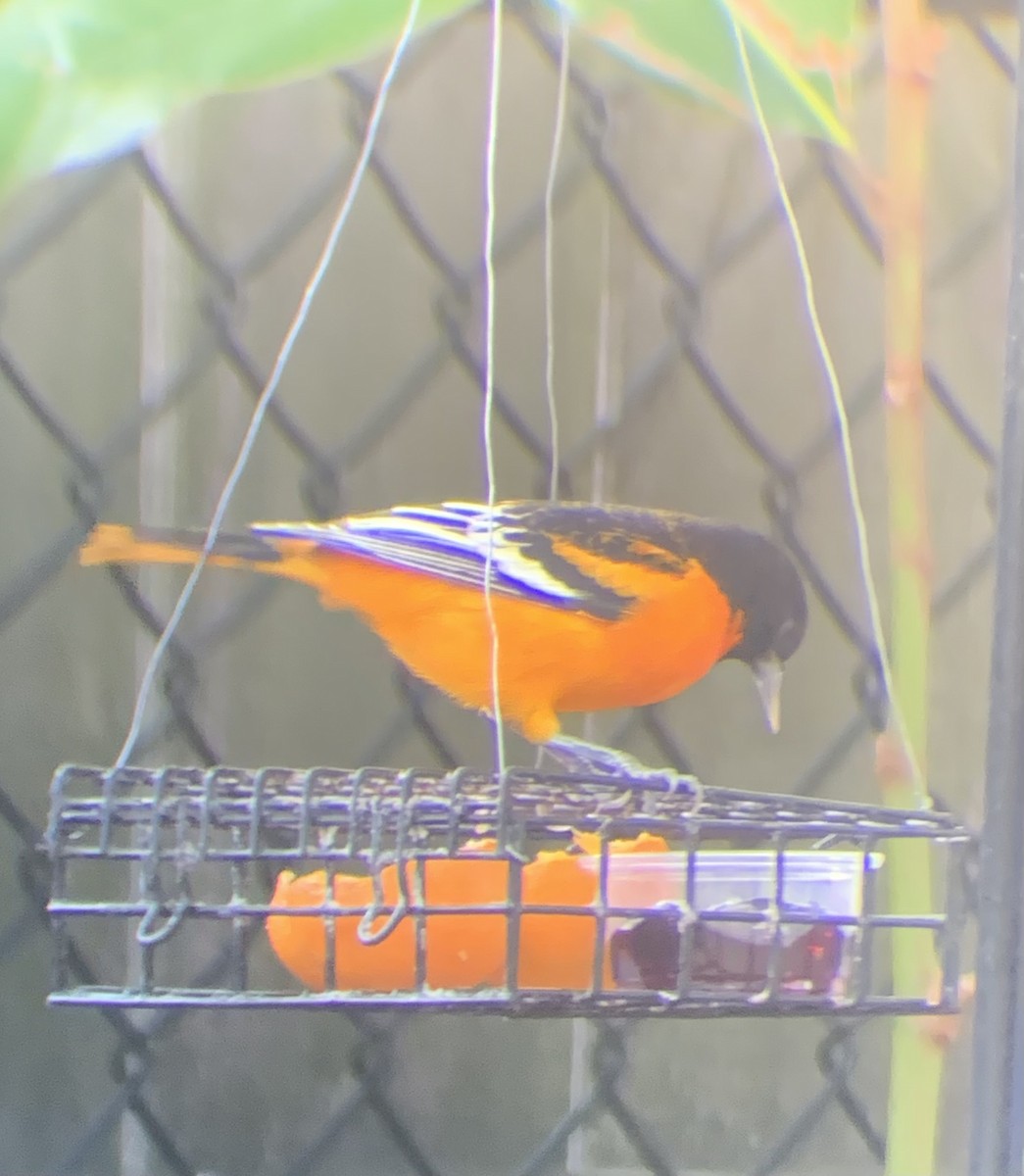 Baltimoretrupial - ML647099653