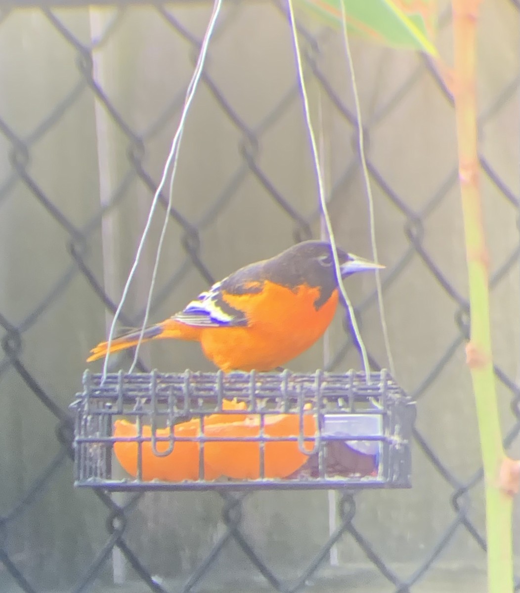 Baltimoretrupial - ML647099654