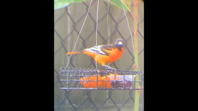 Baltimor Turpiyalı - ML647099655