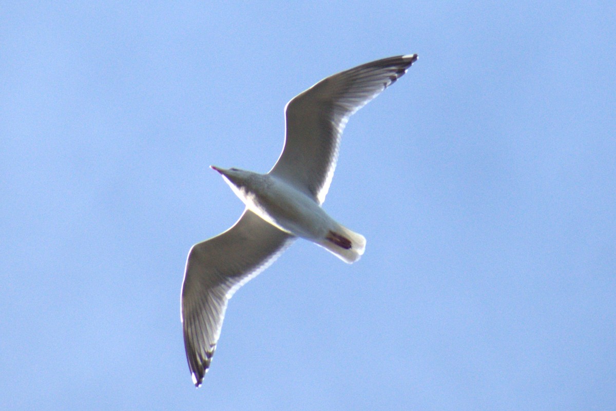 чайка sp. - ML647099656