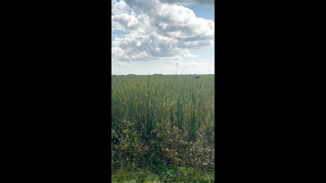 Düz Gagalı Ani - ML647099657