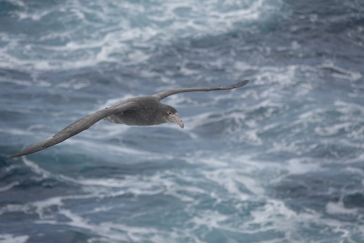 סערון-ענק דרומי - ML647099661