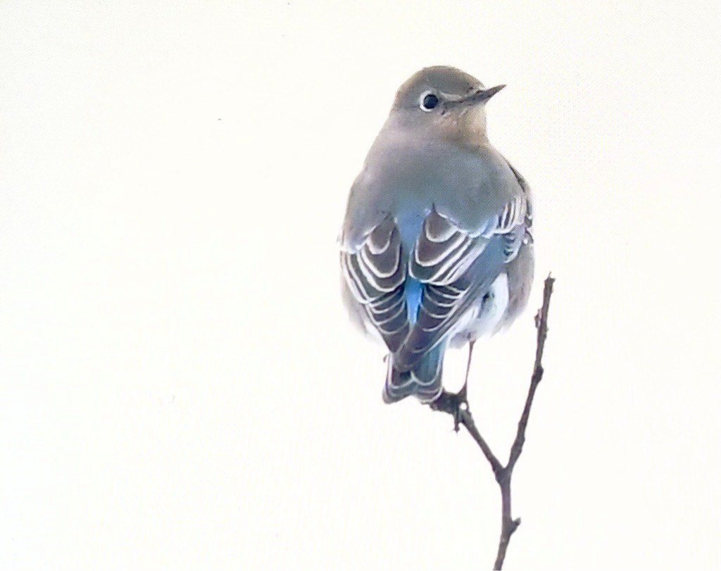 Mountain Bluebird - ML647099662