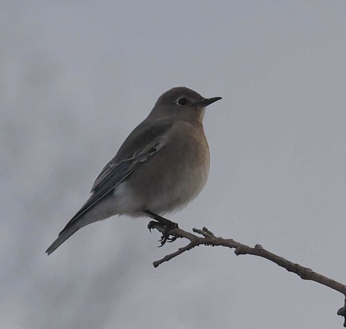 Mountain Bluebird - ML647099663