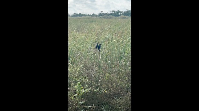 Oluk Gagalı Ani - ML647099667