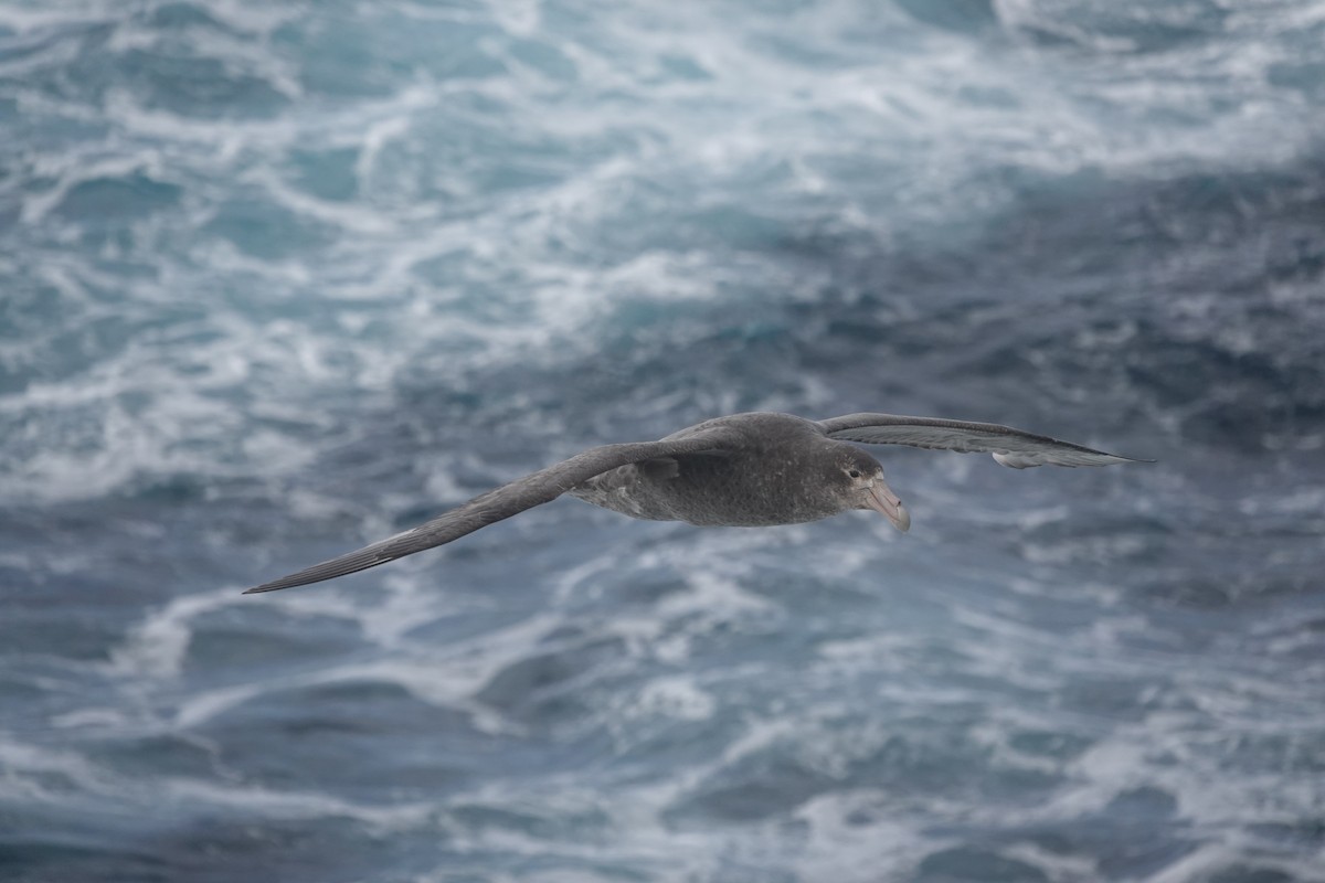 סערון-ענק דרומי - ML647099668