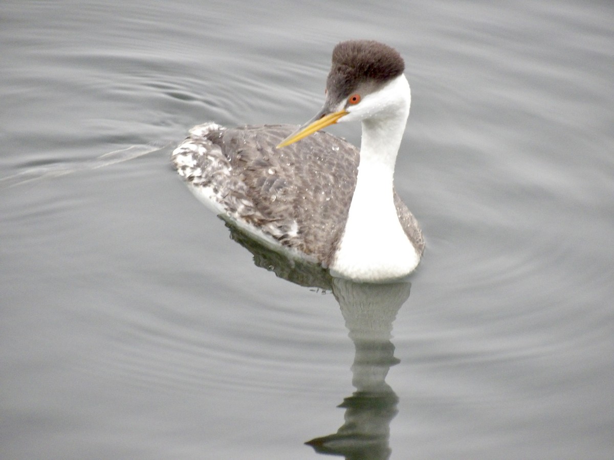 Western/Clark's Grebe - ML647099672