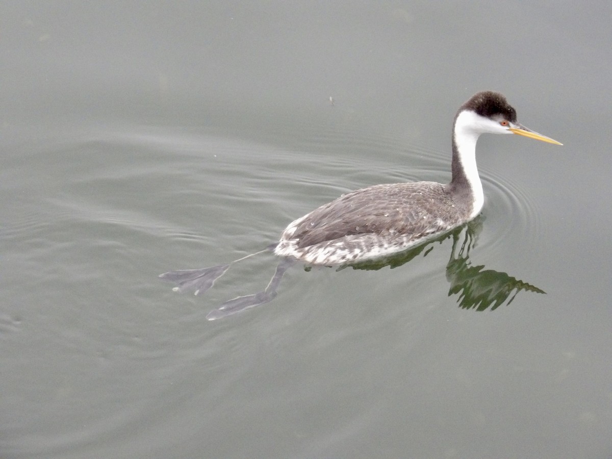 Western/Clark's Grebe - ML647099673