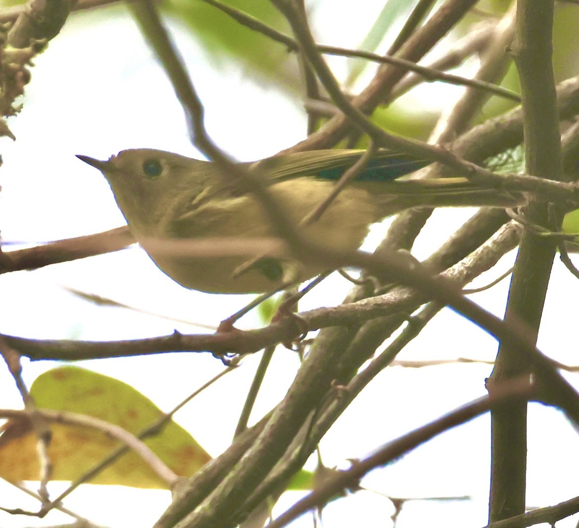 Ruby-crowned Kinglet - ML647099674