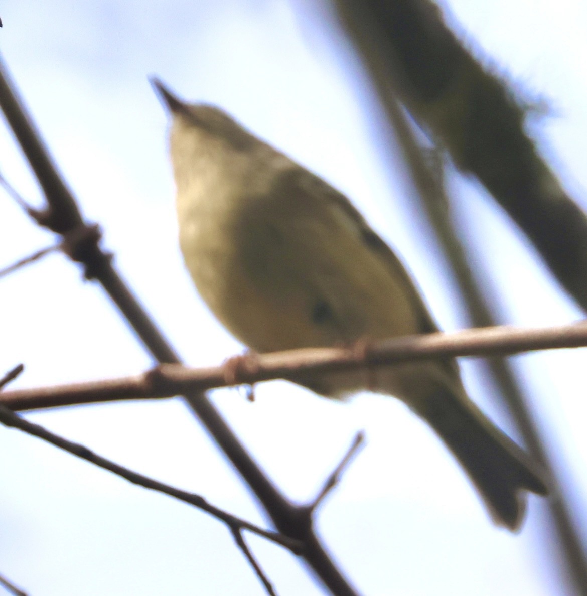 Ruby-crowned Kinglet - ML647099675