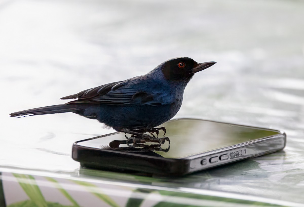 カオグロハナサシミツドリ - ML647099681