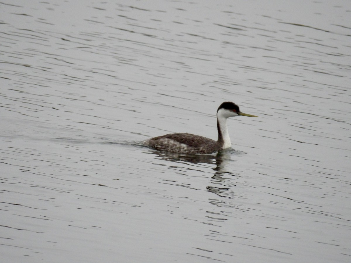 Western Grebe - ML647099683