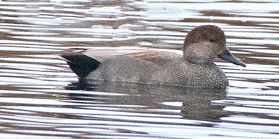kopřivka obecná - ML647099685