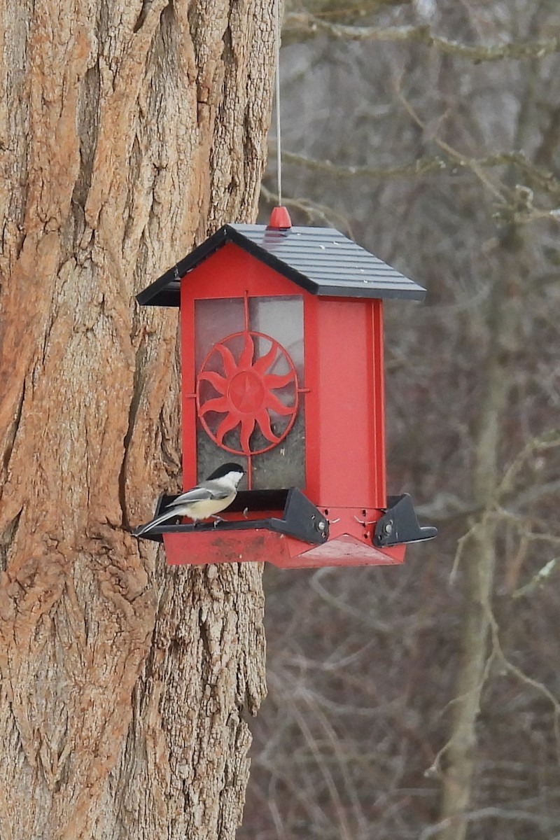 amerikameis - ML647099689