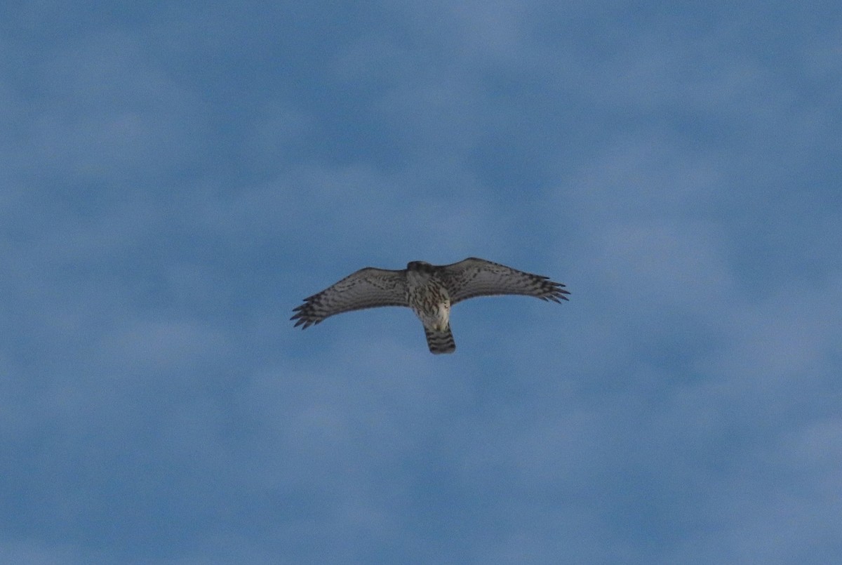 Azor Norteamericano - ML647099697