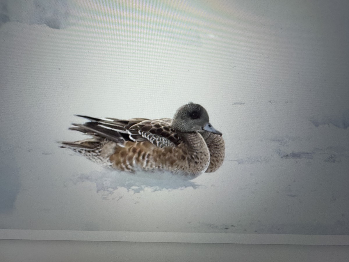 American Wigeon - ML647099698