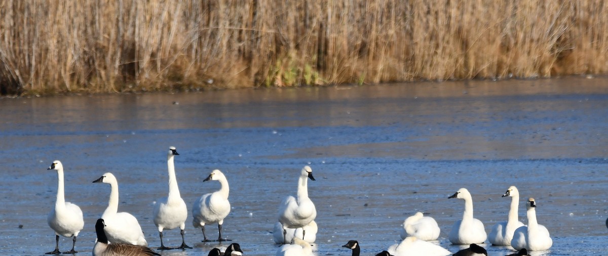 Tundra Swan - ML647099699