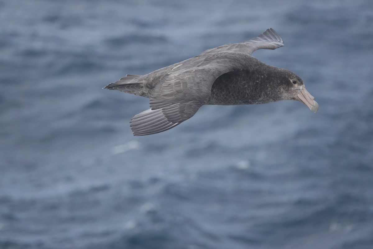 סערון-ענק דרומי - ML647099700