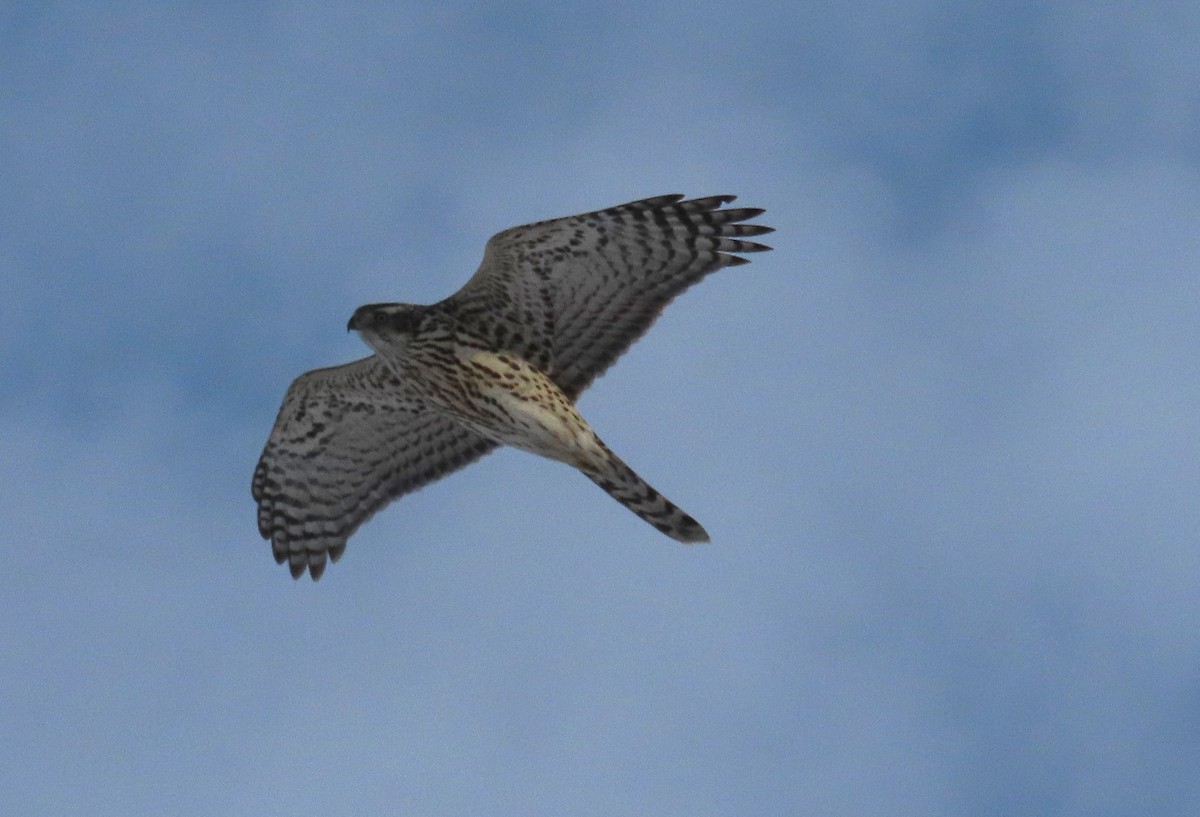 Azor Norteamericano - ML647099701