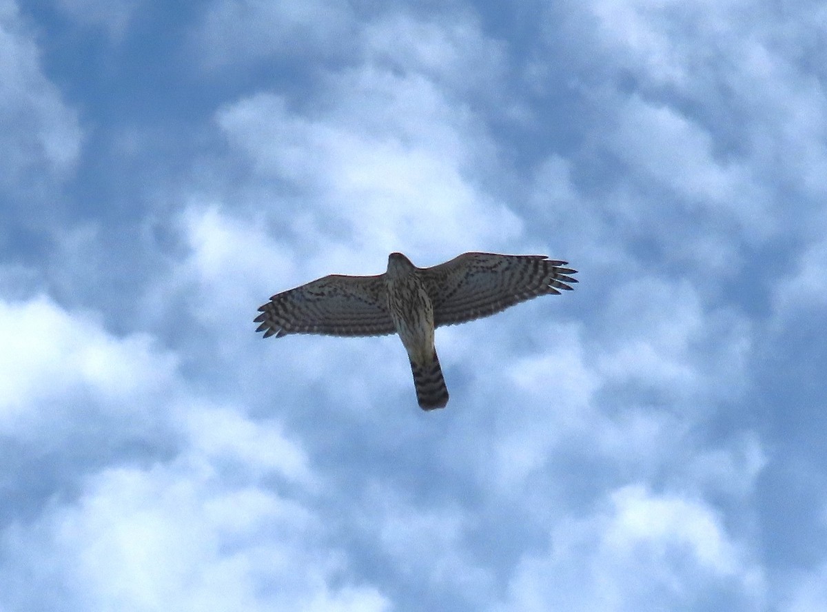 Azor Norteamericano - ML647099704