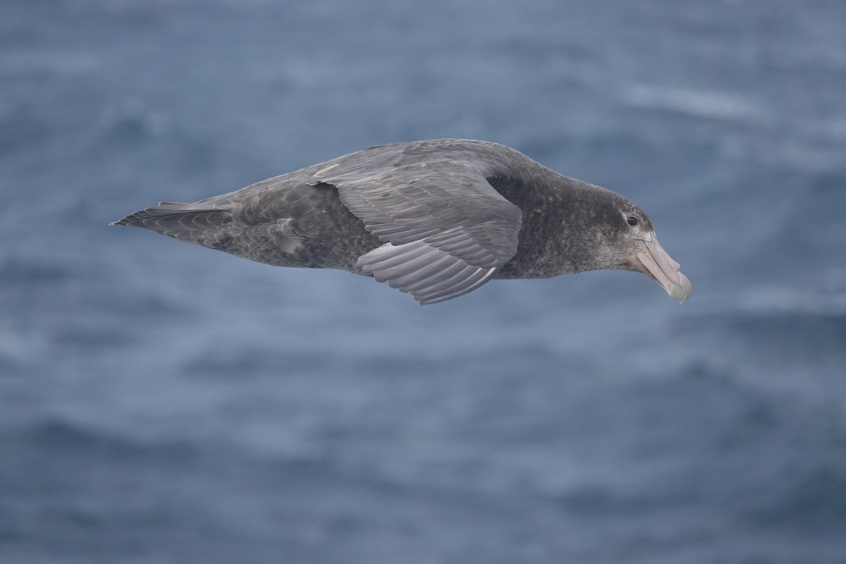 סערון-ענק דרומי - ML647099710