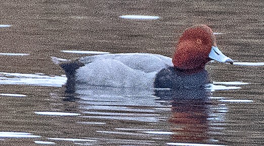 Redhead - ML647099711