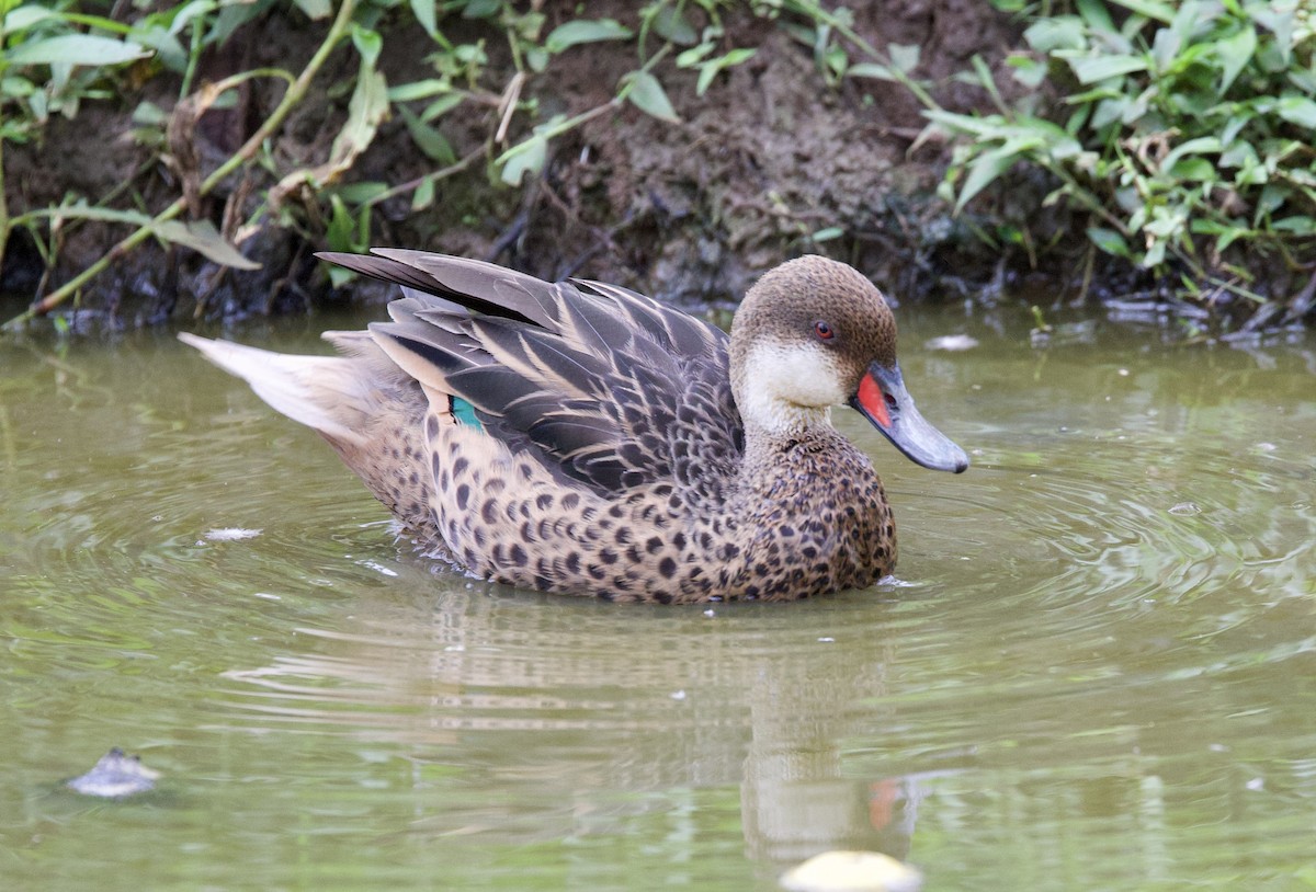Bahamaente (galapagensis) - ML647099717