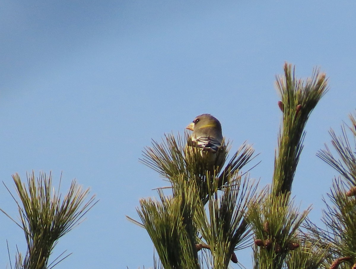 Picogordo Vespertino - ML647099718