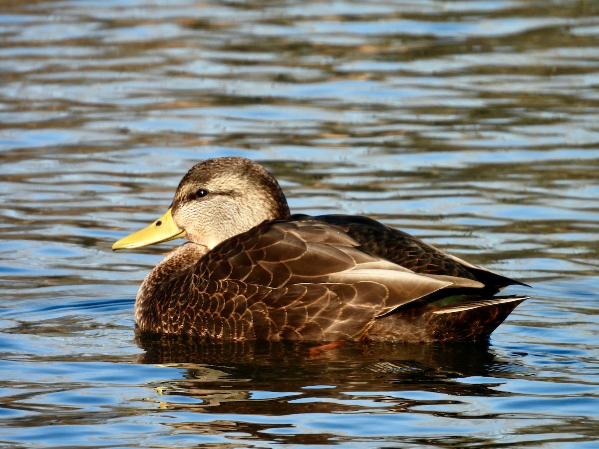 American Black Duck - ML647099719