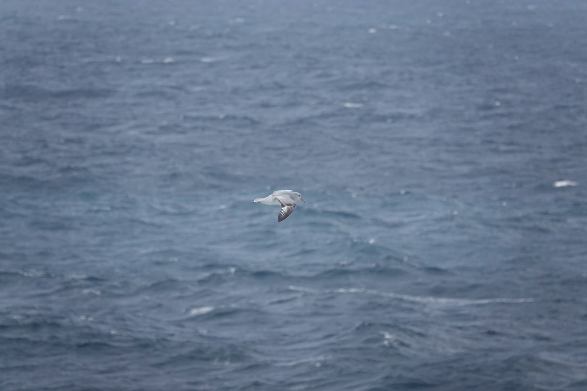 ギンフルマカモメ - ML647099723