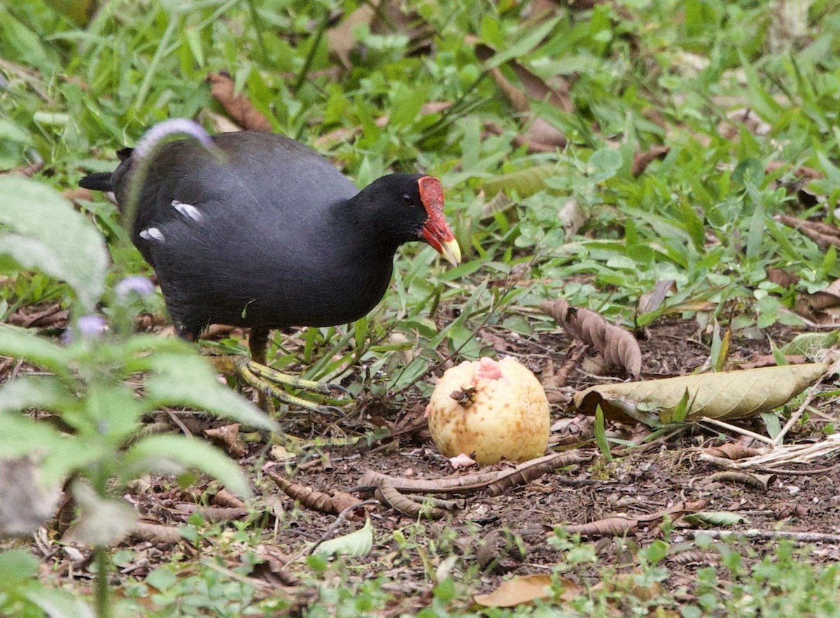 Курочка латиноамериканська [група galeata] - ML647099726