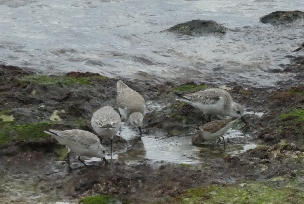 Sanderling - ML647099730